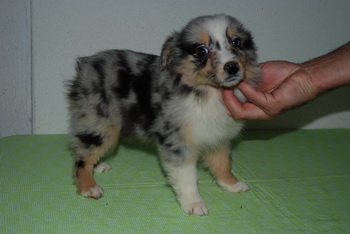 Australian Shepherd
